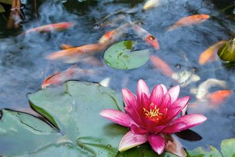 Aquatic Plants — Newnan, GA — Aqua Gardens