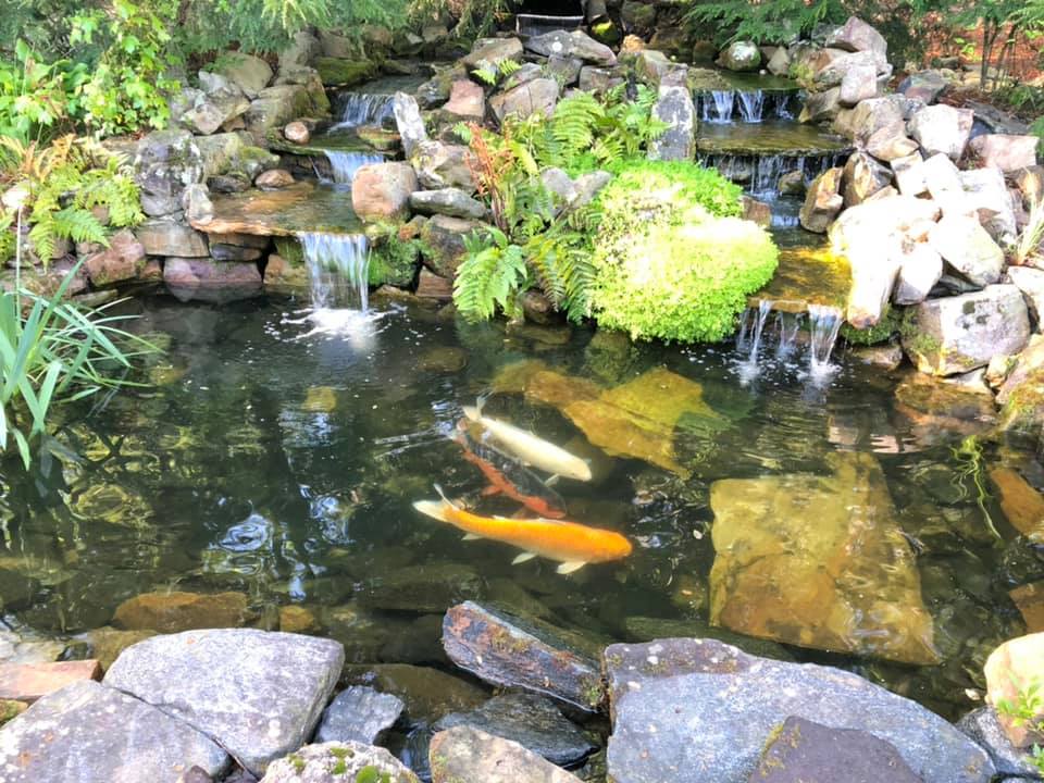 Pond with Koi Fishes and Plants — Newnan, GA — Aqua Gardens