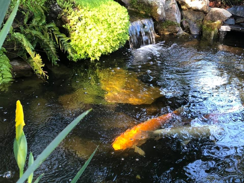 Pond with Koi Fishes — Newnan, GA — Aqua Gardens