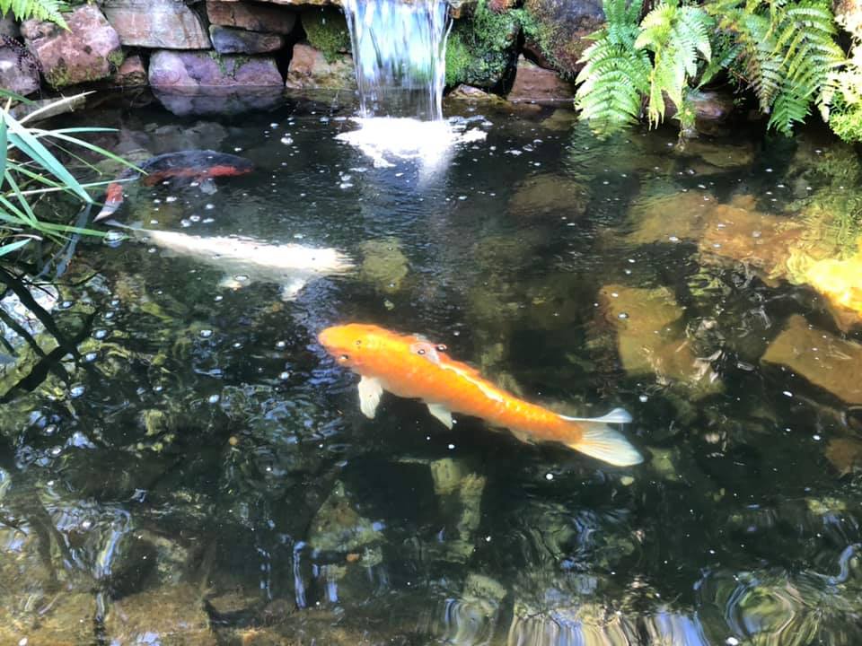 Koi Fishes on the Falls — Newnan, GA — Aqua Gardens