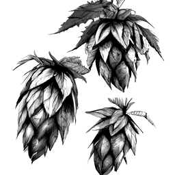 A black and white drawing of three hops with leaves on a white background.