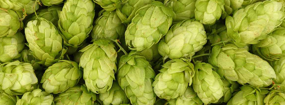 A bunch of green hops are sitting on top of each other.