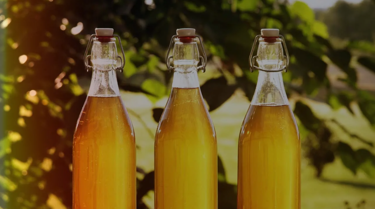 Three bottles of beer are sitting next to each other in front of a tree.