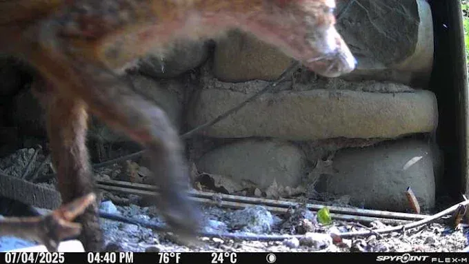 Fox cub walking past a stone wall, its head lowered, looking down.