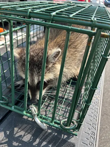 Raccoon inside a green metal trap. The raccoon has gray and brown fur, and a black mask.