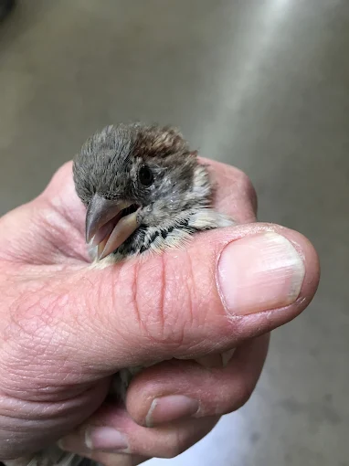 Small bird held in a person's hand, beak open. Gray and brown feathers, pale skin.