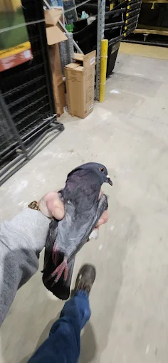 Person holding a gray pigeon in a warehouse-like setting with boxes and metal shelving.
