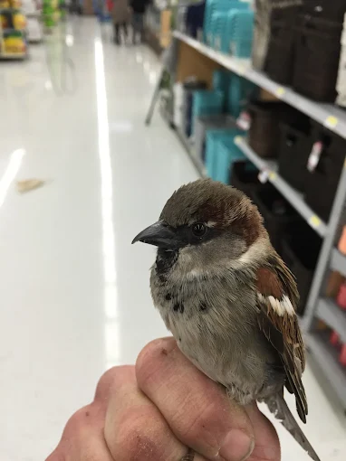 Hand holding a sparrow in a store aisle with shelves of merchandise in background.