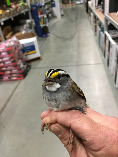 White-throated sparrow perched on a person's hand inside a store; it has black, white, and yellow markings.