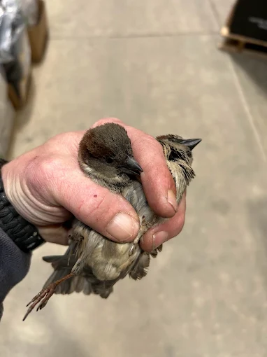 Hand holding a small bird with brown and grey feathers. Concrete floor background.