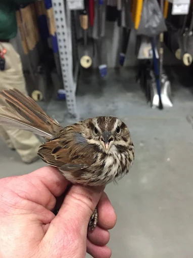 Bird held in hand indoors, brown and white plumage, possibly a store.