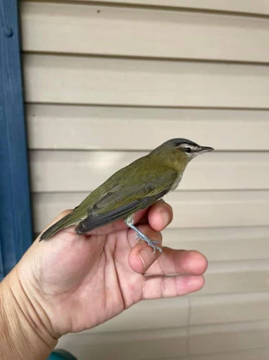 Green warbler perched on a person's hand, against a beige wall.