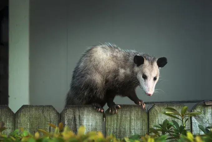 Opossum perched on a wooden fence, looking down. Gray fur, pink nose, black ears. Green foliage in the foreground.