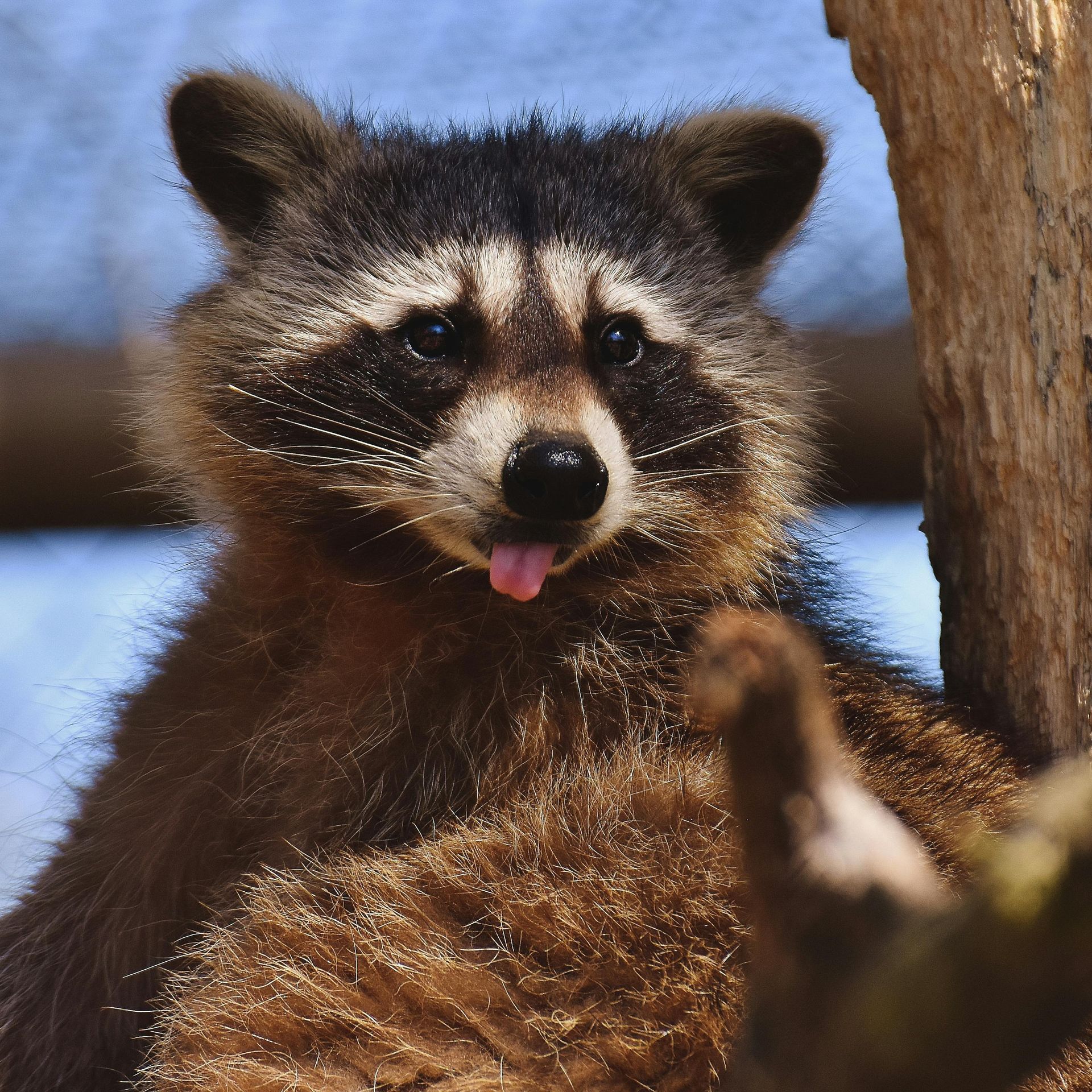 Raccoon with black and brown fur sticking its tongue out, sitting in a tree.