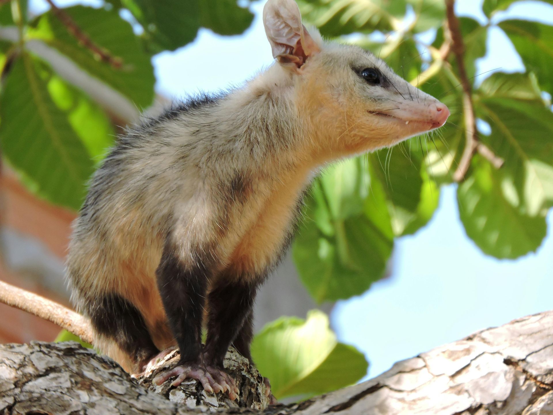 White-eared opossum perched on a tree branch, with tan and black fur, in a sunny setting.