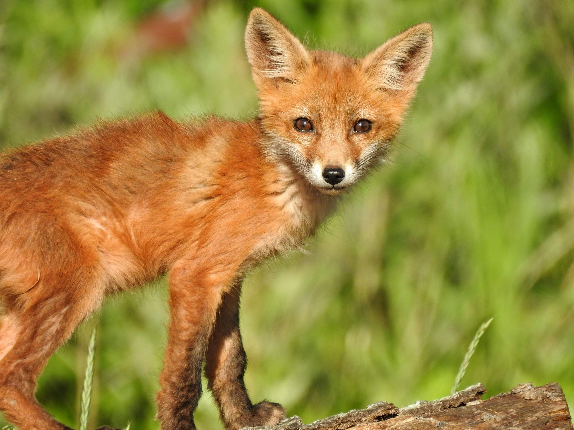 Red fox kit standing on a log, looking directly at the viewer with a curious expression.