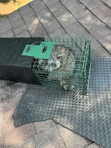 Raccoon trapped in a cage on a rooftop, next to a black tunnel.