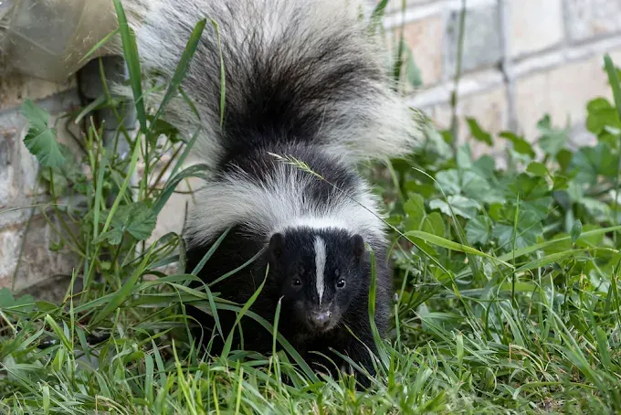 Skunk with black fur and white stripes, standing in grass near a wall.