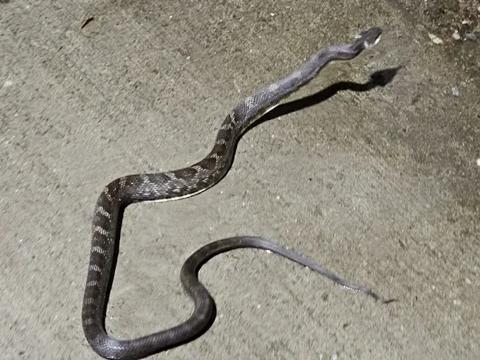 Dark gray snake on a concrete surface. It has a patterned back and is arched upwards.