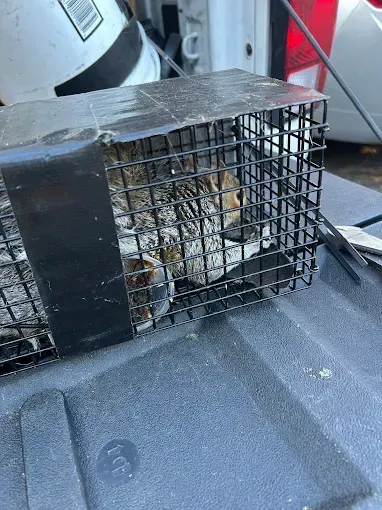 Cat in a metal cage trap, possibly outdoors. The cat's coat is brown and gray.