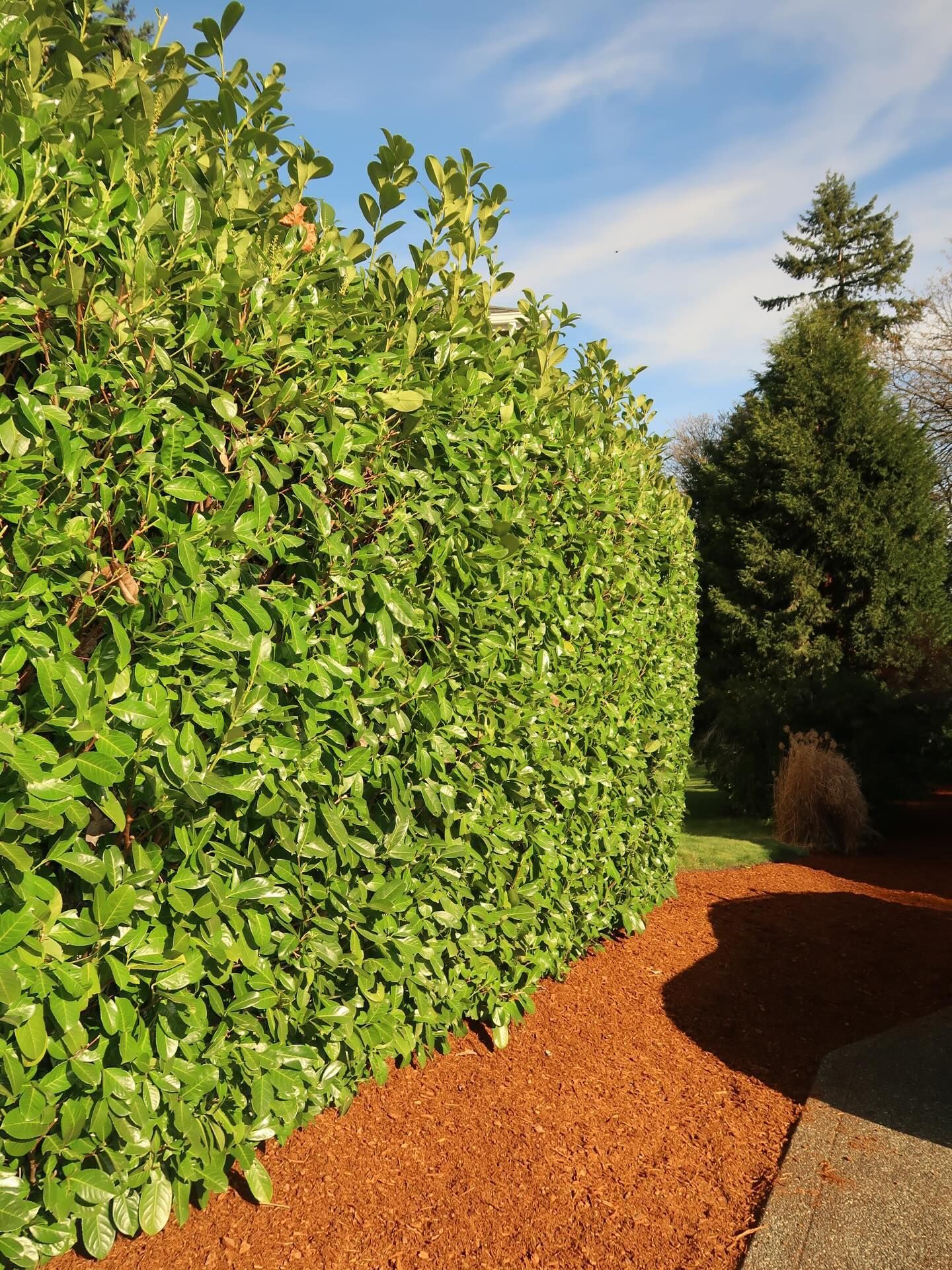 Tall green hedge beside a red mulch path in a sunny garden