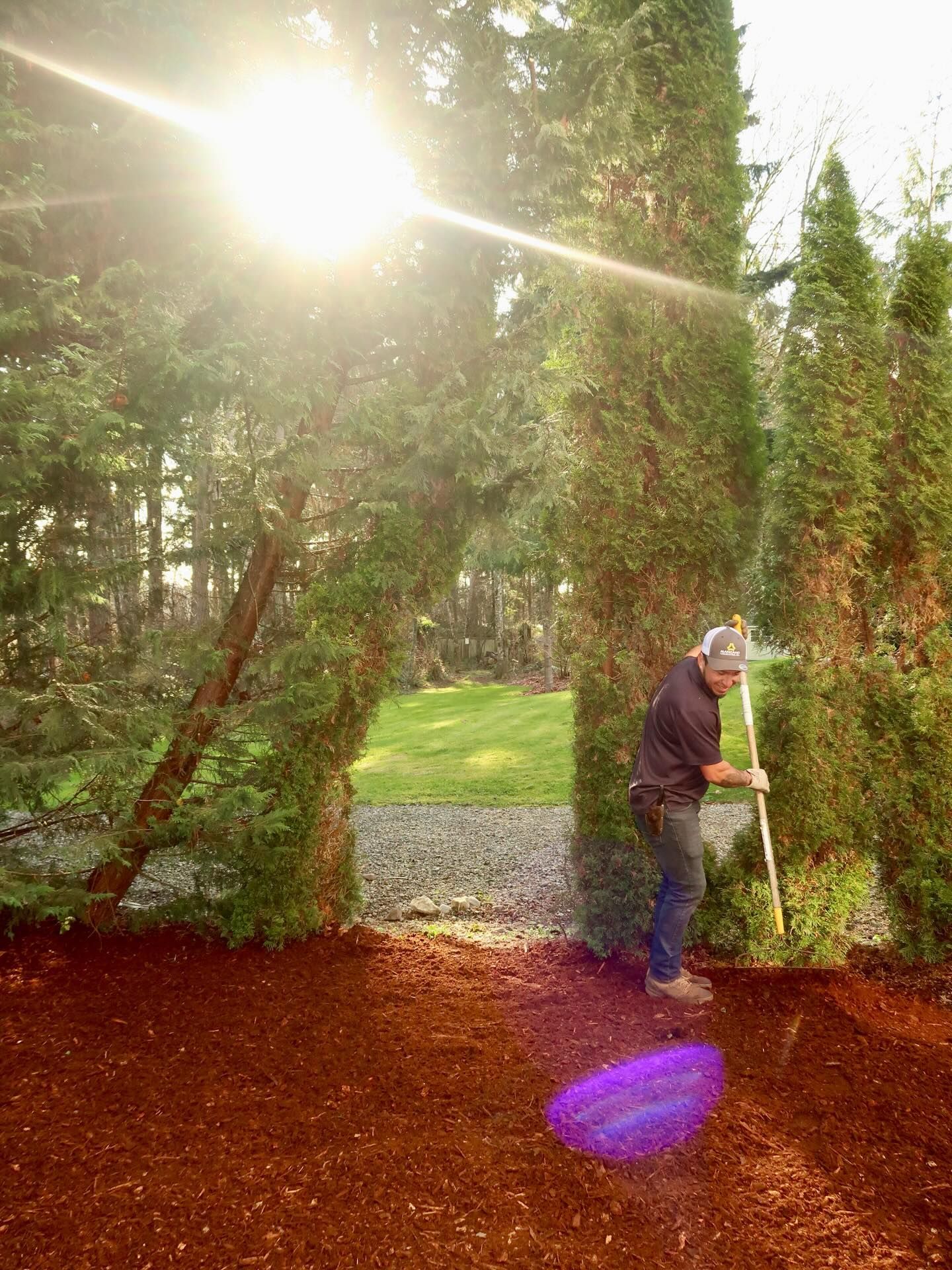 Person trimming a hedge in a sunny garden with trees and grass nearby