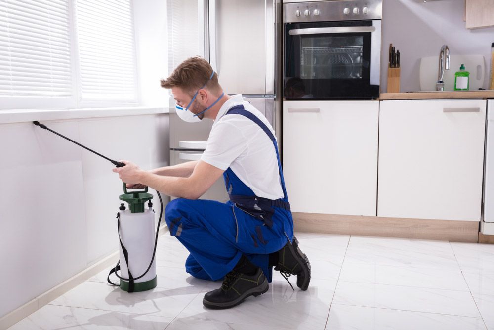 Young Male Exterminator Worker Spraying Insecticide Chemical In Kitchen  — McCarron’s Pest Control in Maclean NSW