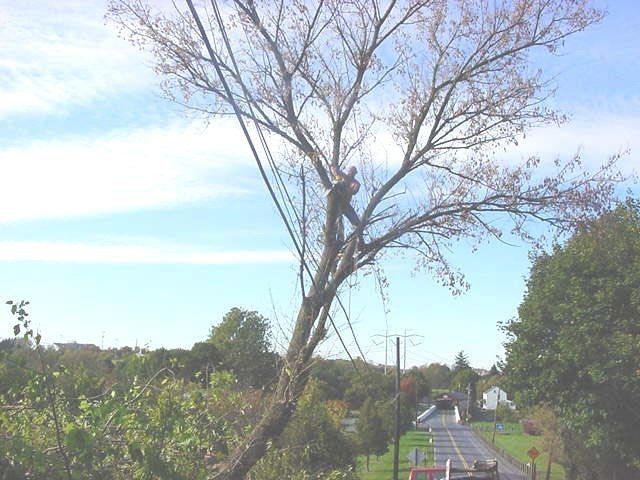 Cutting Big Tree — Allentown, PA — Hire A Husband, Inc.
