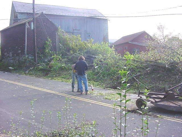 After Tree Cutting — Allentown, PA — Hire A Husband, Inc.