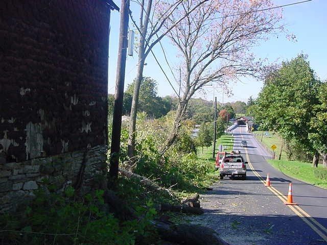 Cutting Two Big Trees — Allentown, PA — Hire A Husband, Inc.