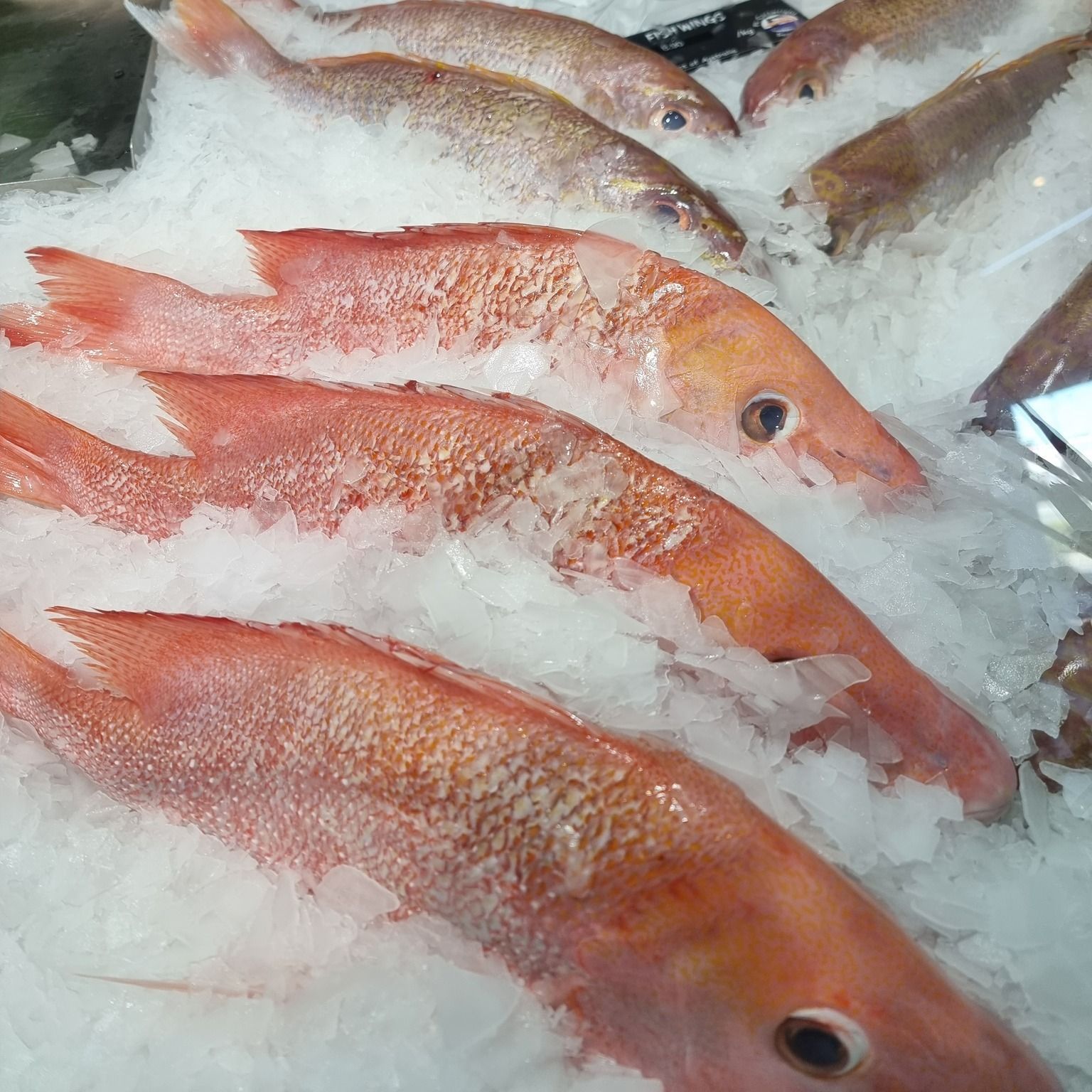 Fresh Fish — Fresh Seafood In Warana, QLD
