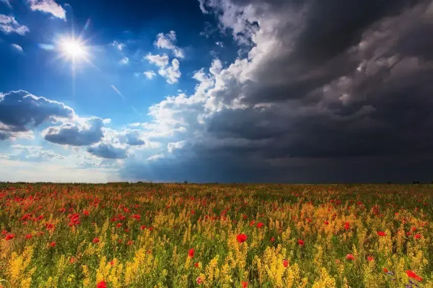 A vibrant meadow of red poppies and yellow flowers under a dramatic sky with bright sun and dark, stormy clouds.