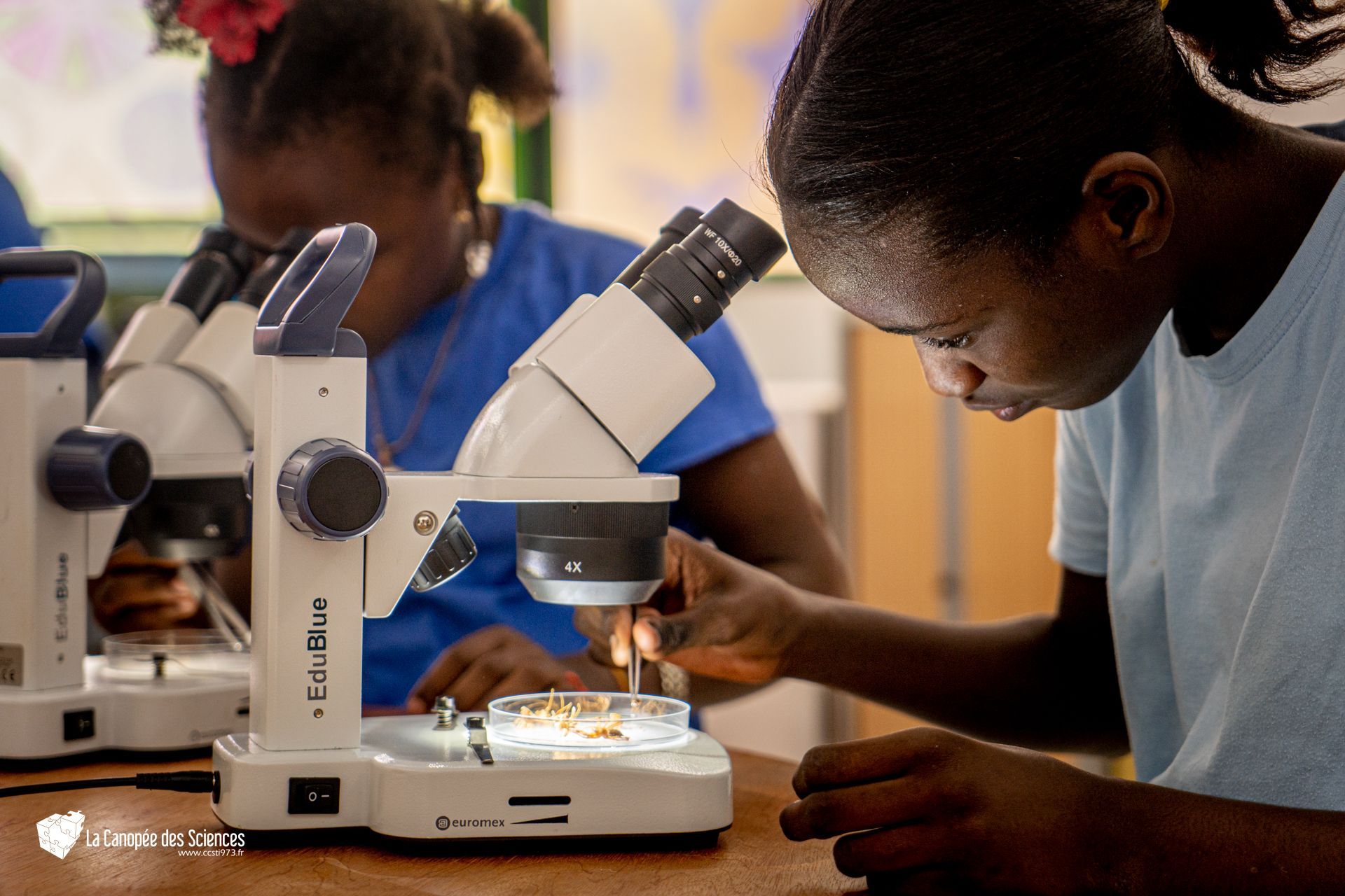 Deux filles regardent à travers des microscopes dans une salle de classe.