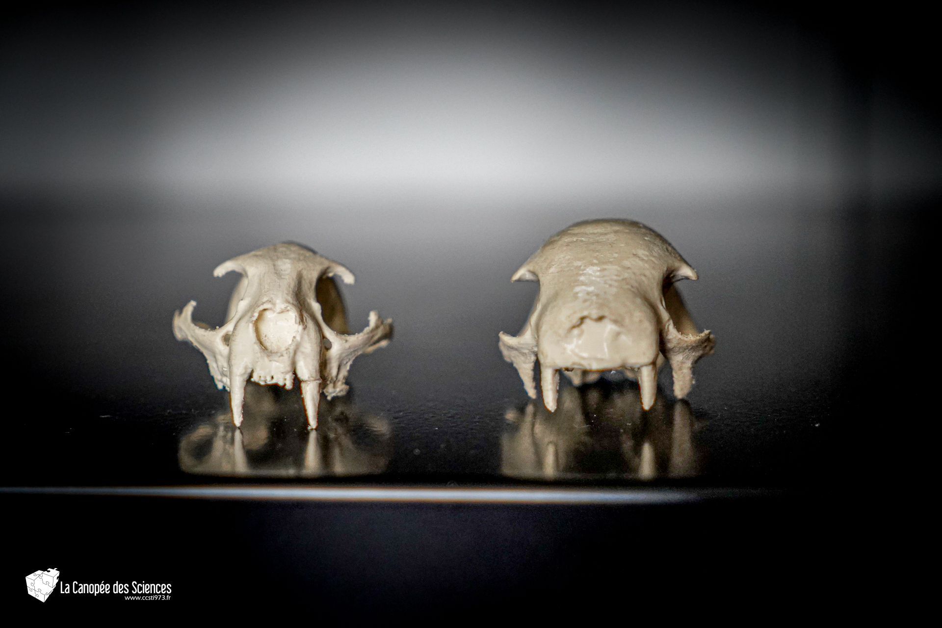 Deux crânes sont assis l'un à côté de l'autre sur une table.