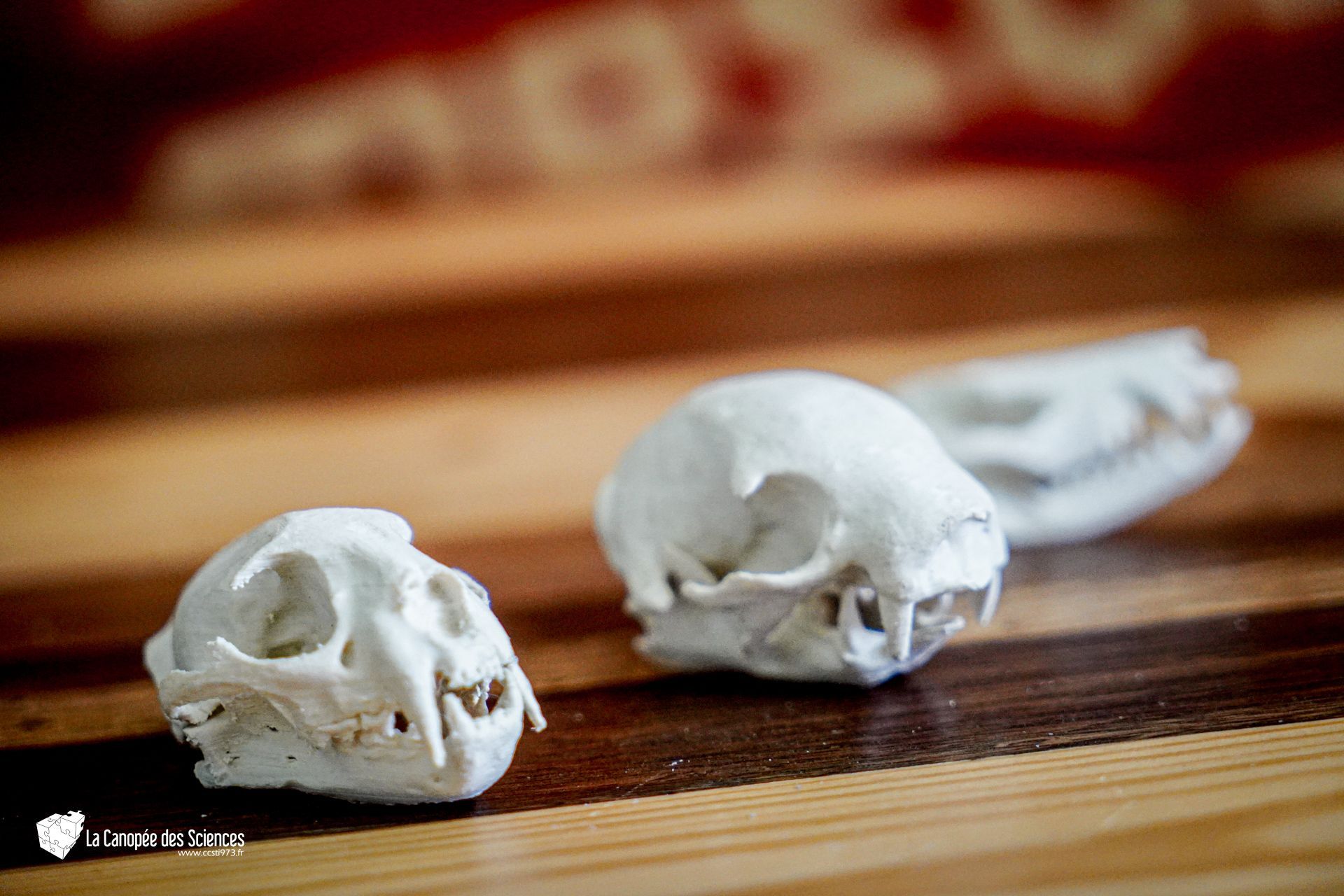 Trois crânes sont posés sur une table en bois.