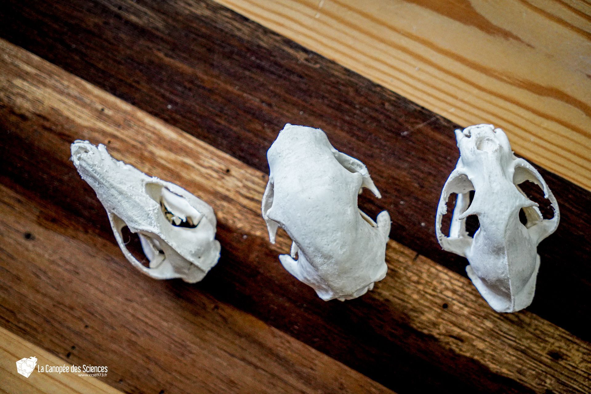 Trois crânes d'animaux sont posés sur une table en bois.