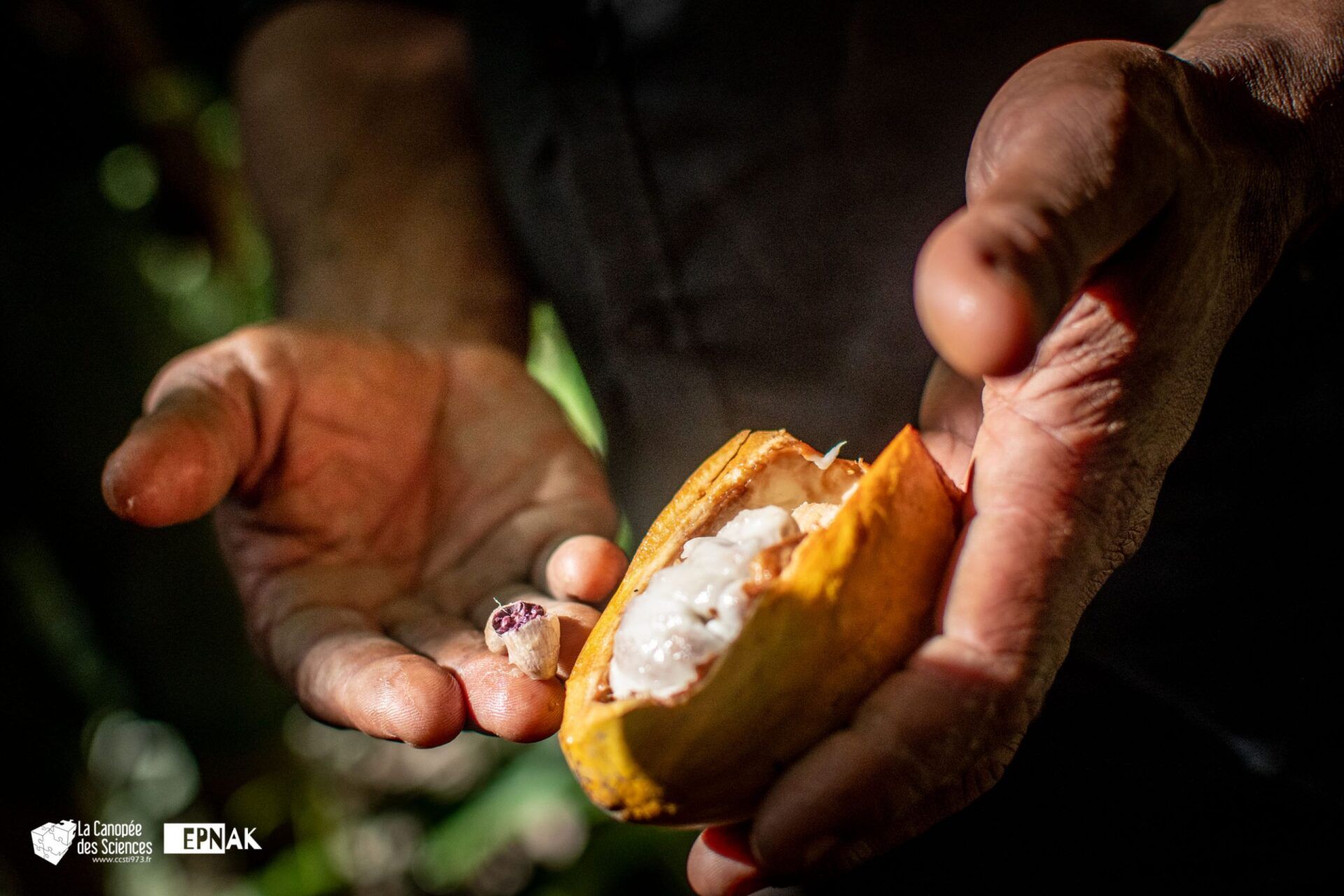Une personne tient une cabosse de cacao dans ses mains.