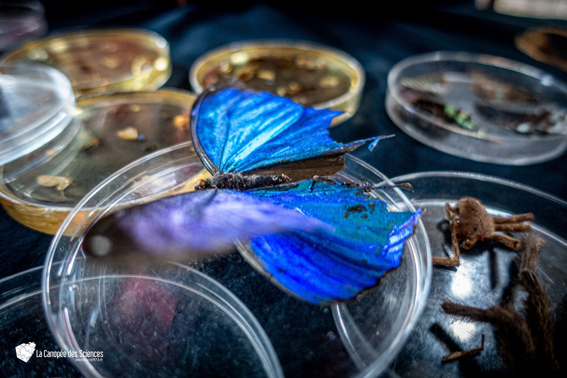 Un papillon bleu est assis au sommet d'une boîte de Pétri.