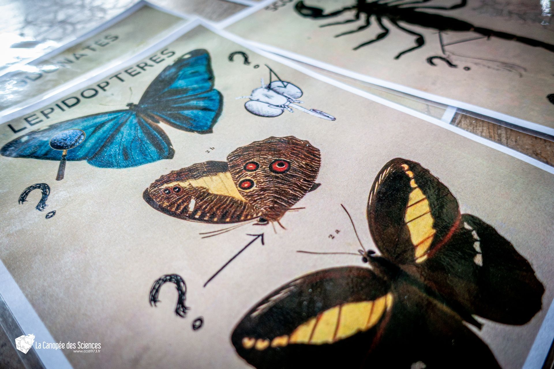 Un tas d'images de papillons et d'un scorpion sur une table.