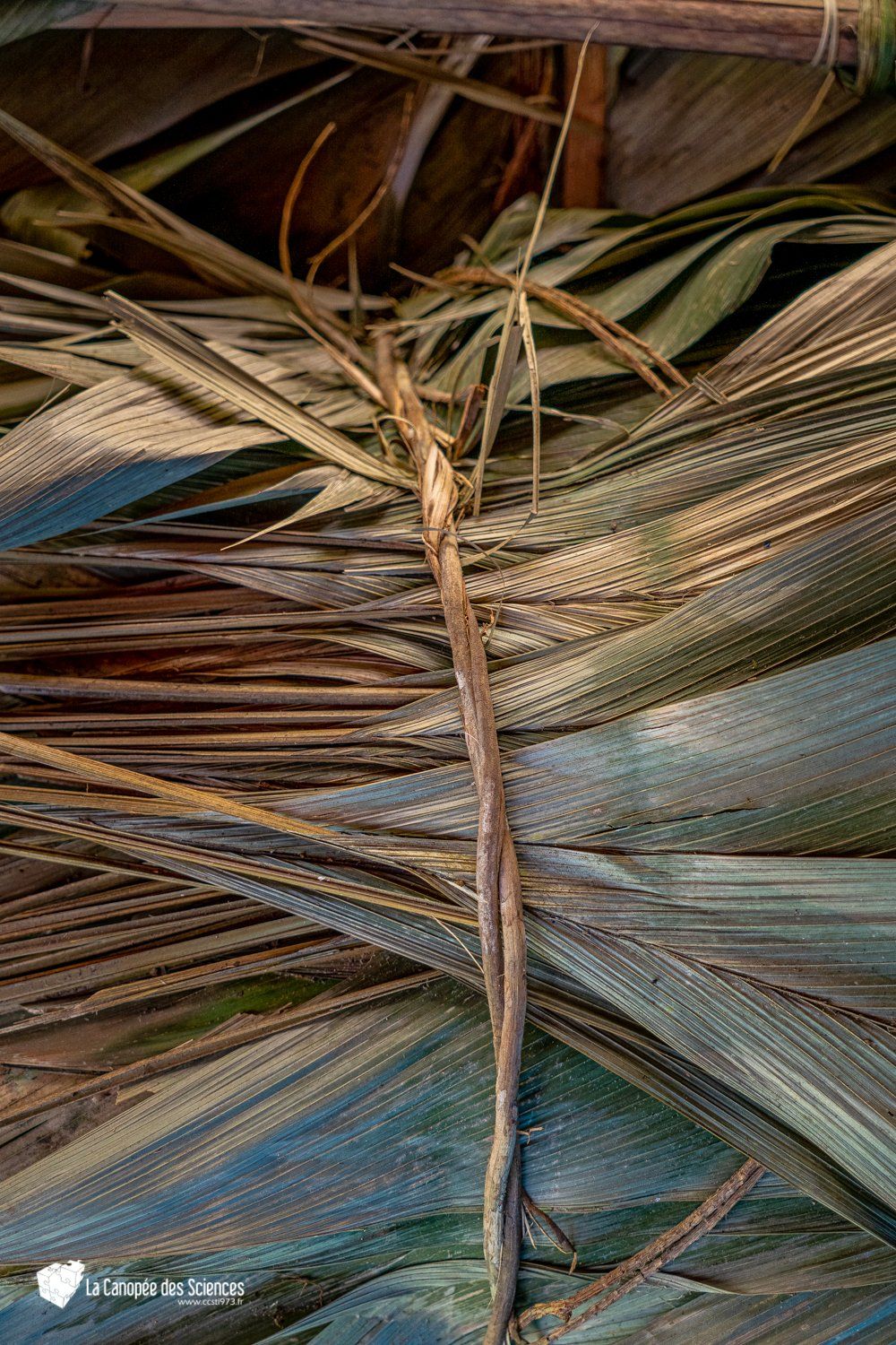 Un gros plan d'un tas de feuilles de palmier séchées.