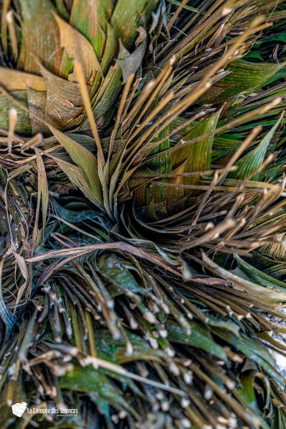 Un gros plan d'un tas d'algues sur la plage.