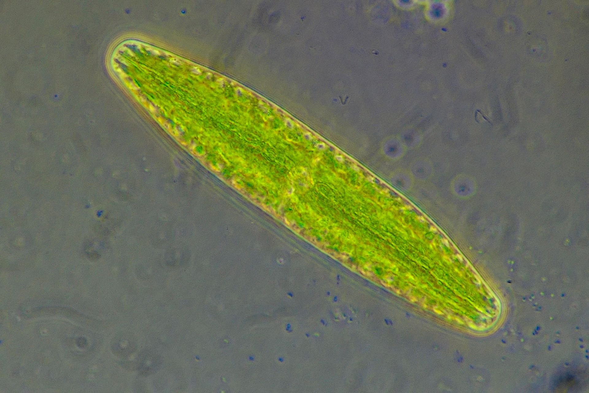 Un gros plan d'une algue verte au microscope.