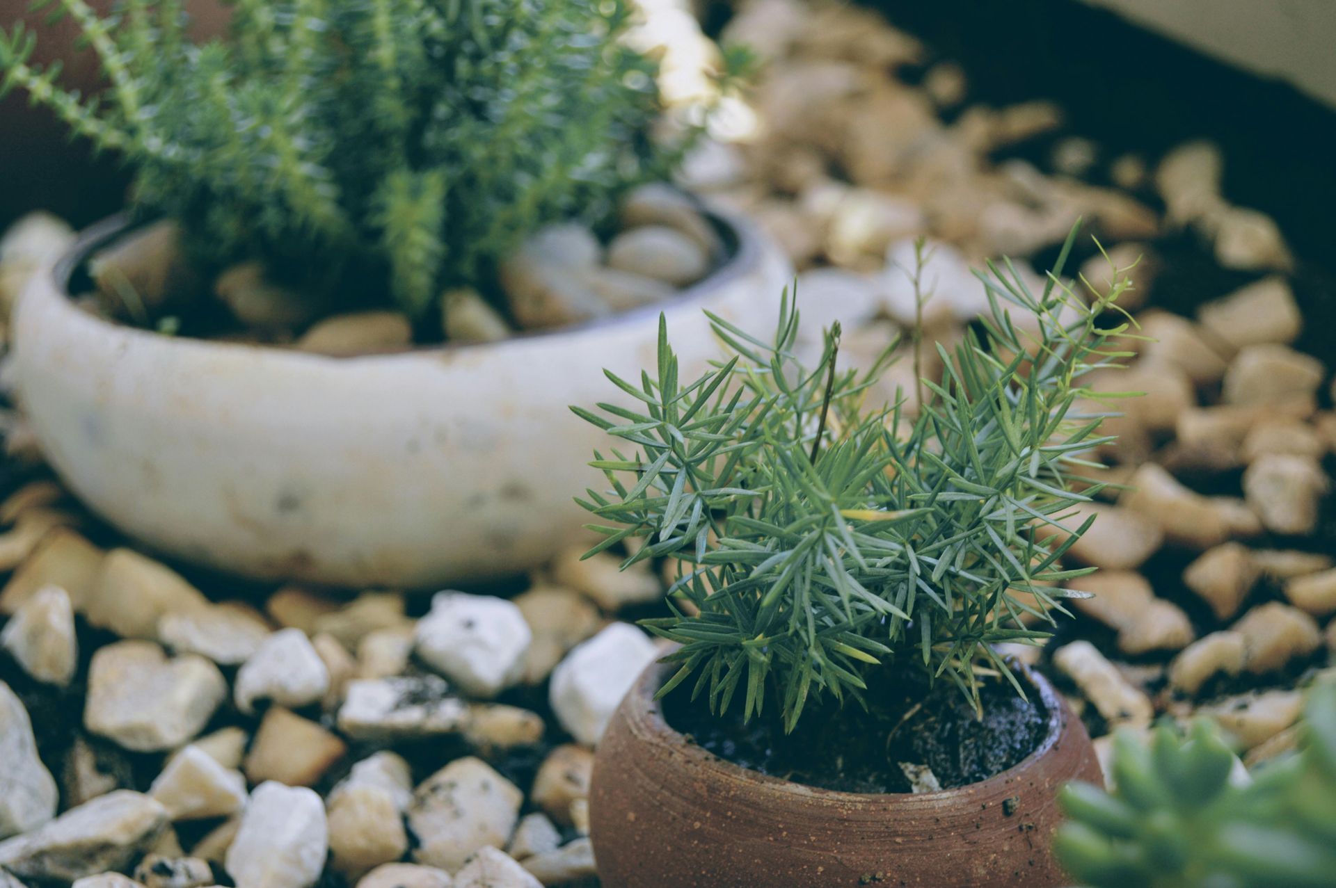 Rosemary plants in small pots surrounded by pebbles.