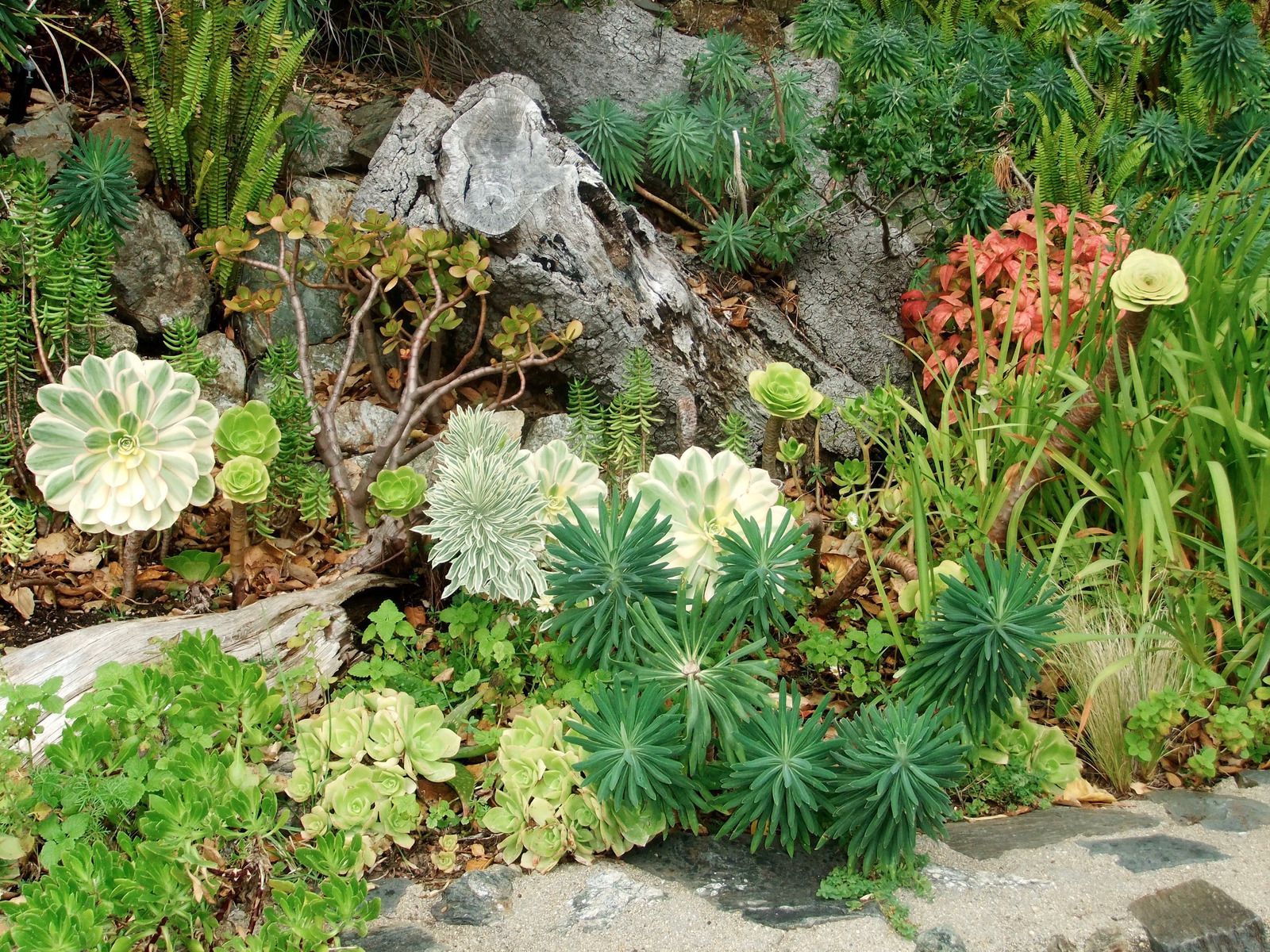 A garden filled with lots of plants and rocks