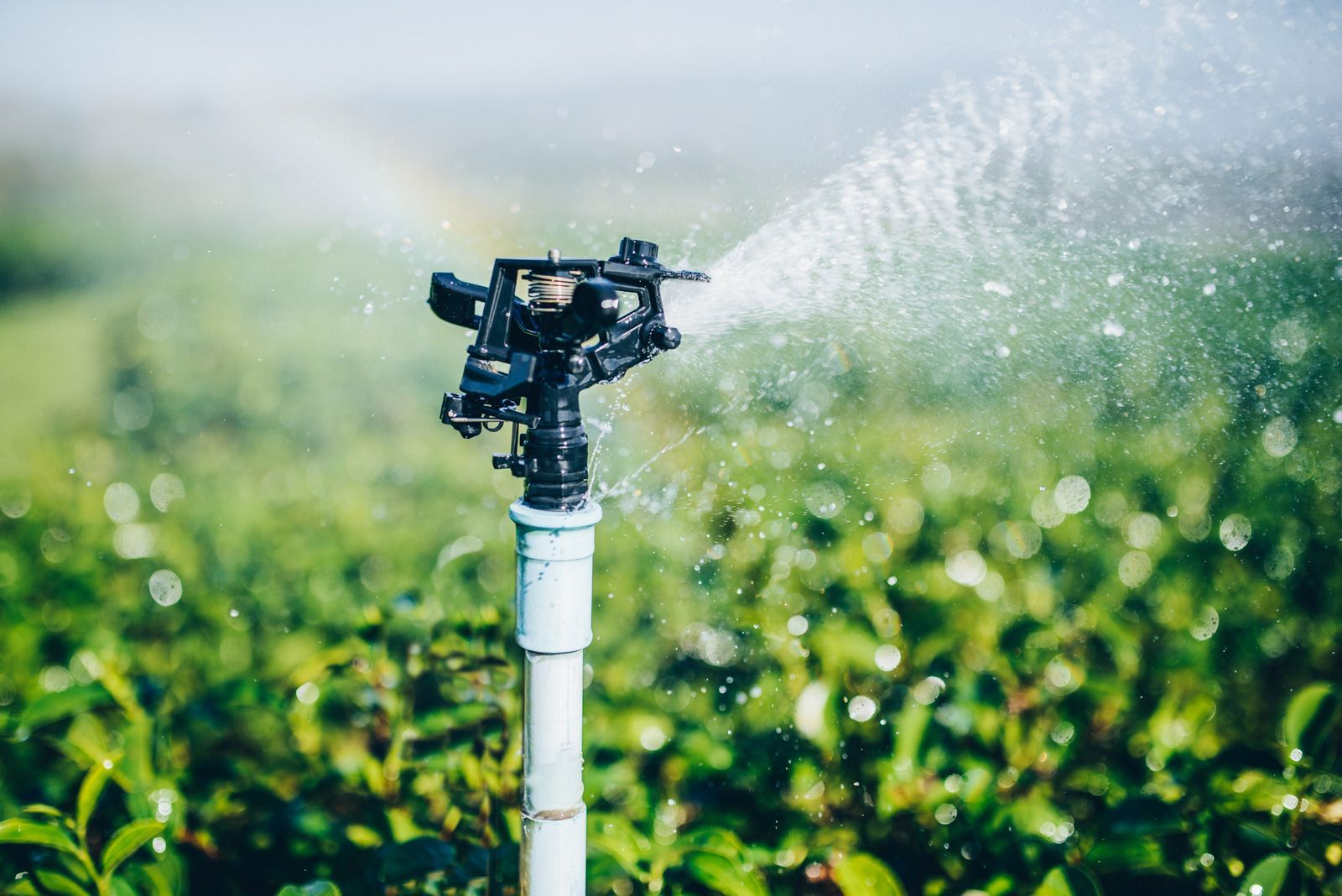 Sprinkler watering green plants in a field; rainbow visible in the background.