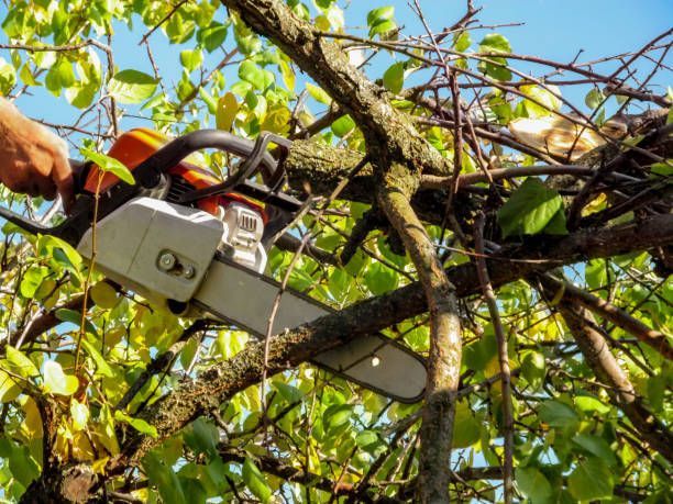 Cutting Tree Branch — Baraboo, WI — Williams Tree Maintenance