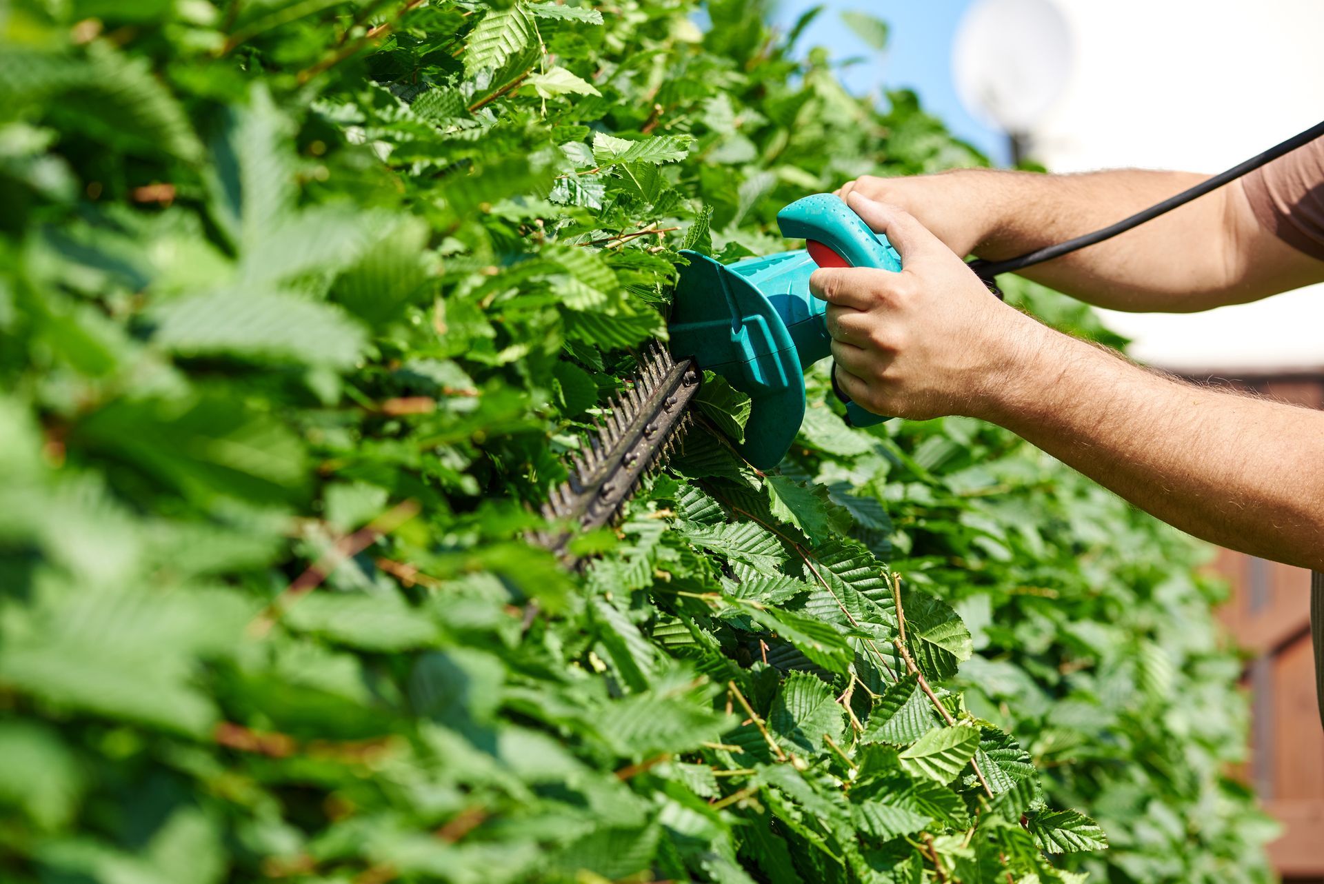 Cutting a hedge in Madison, WI, from Williams Tree Maintenance