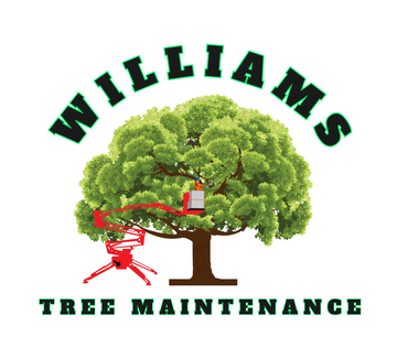 Tree Trimming Services Madison Wi