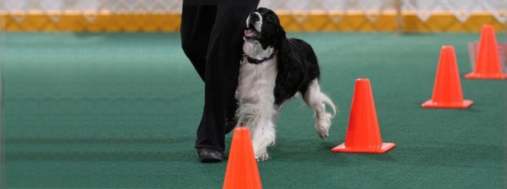 VA Pet Training — Dog And Owner Beside Orange Cone in Stafford, VA