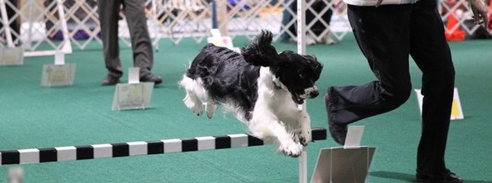 VA Kennels — Dog In a Competition in Stafford, VA
